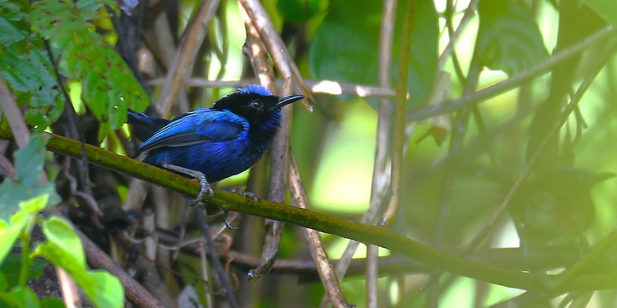 Emperor Fairywren - ML638214490