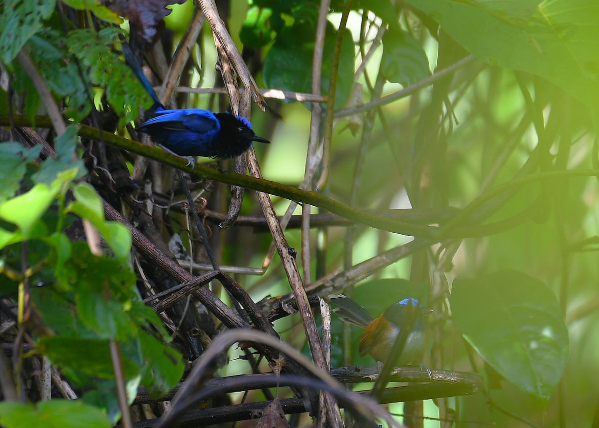 Emperor Fairywren - ML638214491