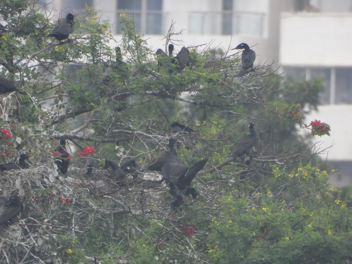 Indian Cormorant - ML638214492