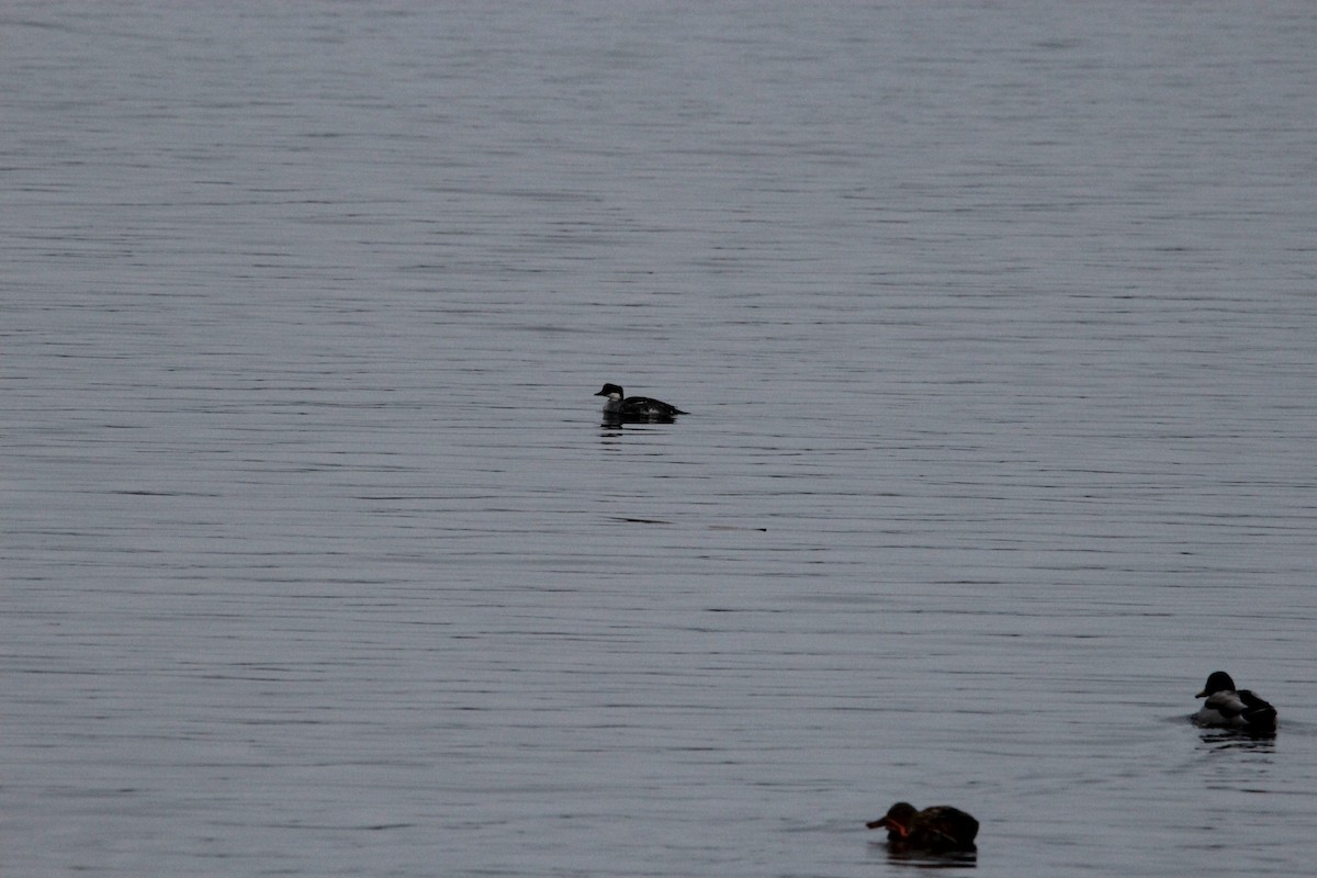 Smew - ML638214493