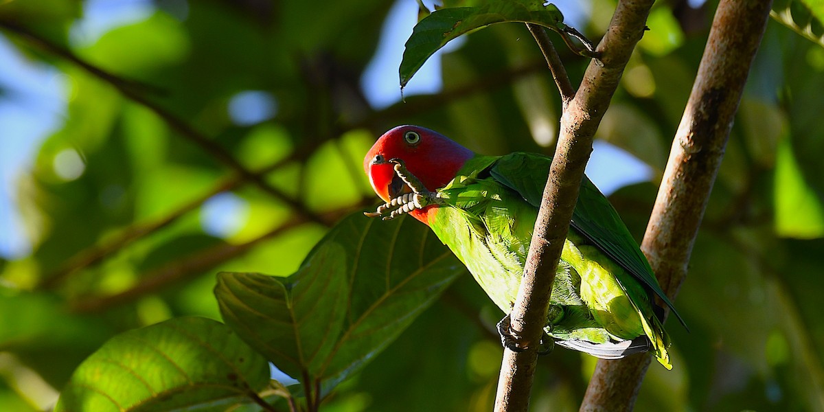 Red-cheeked Parrot - ML638214499