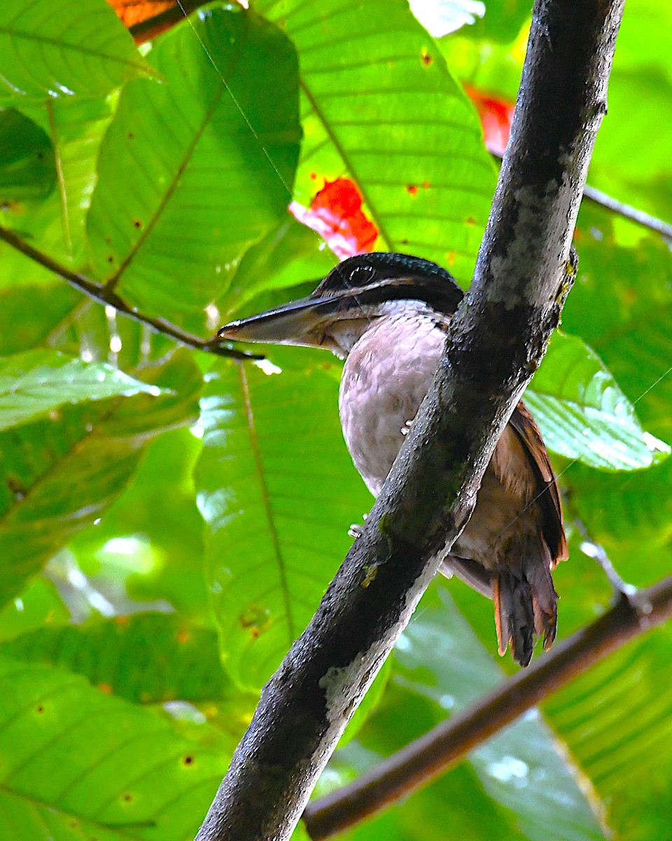Hook-billed Kingfisher - ML638214506