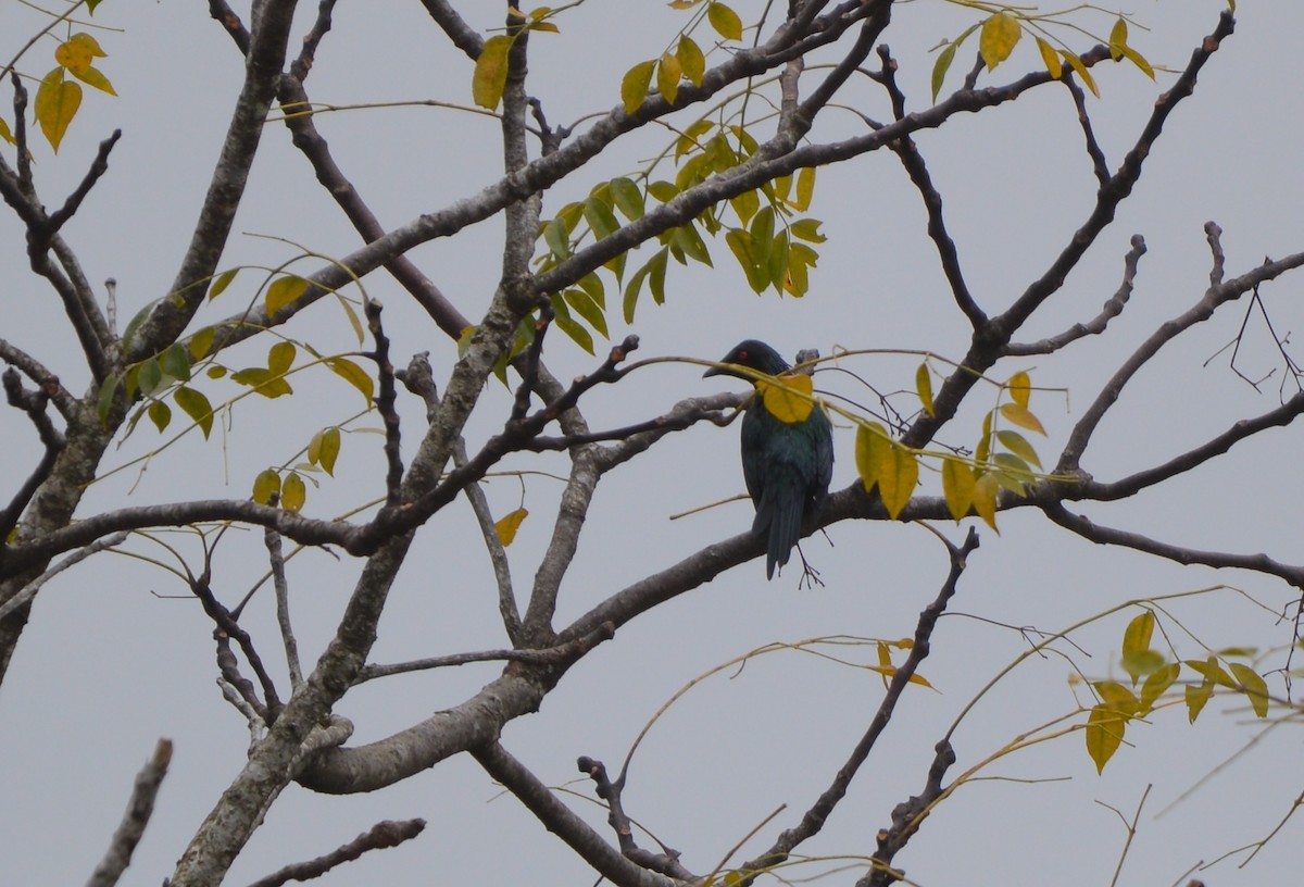 Metallic Starling - ML638214520