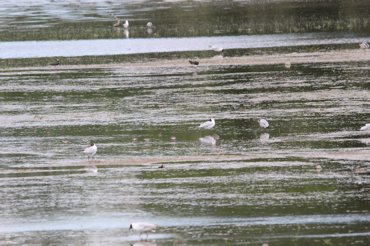 Little Stint - ML638214529