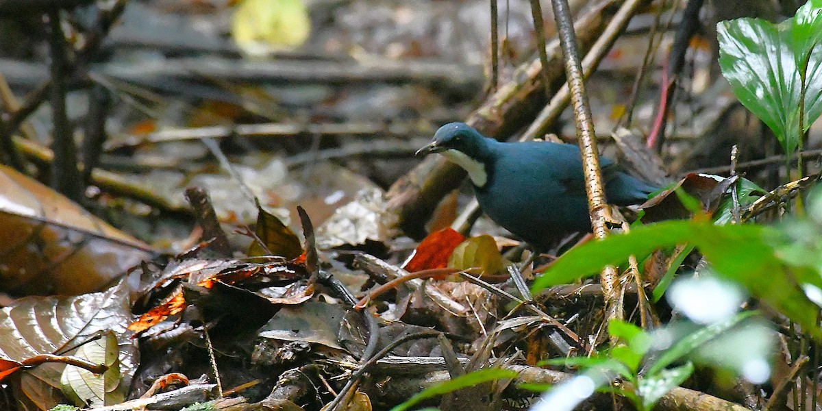 Blue Jewel-babbler - ML638214537