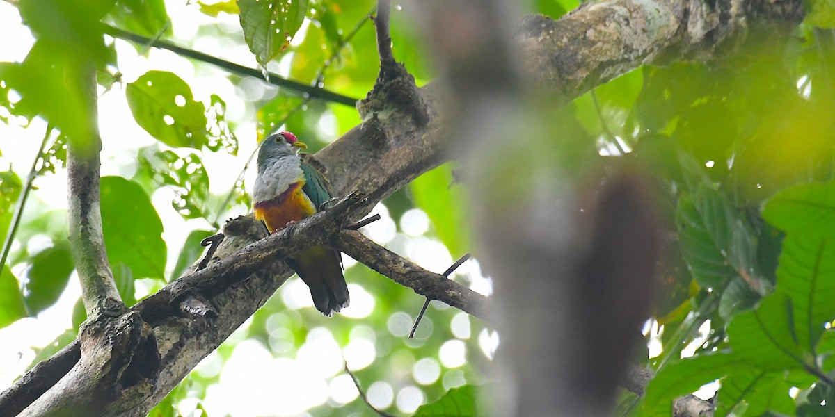 Beautiful Fruit-Dove - ML638214545