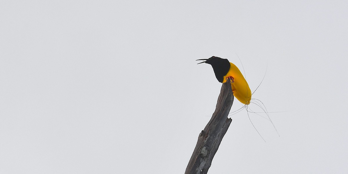 Twelve-wired Bird-of-Paradise - ML638214549