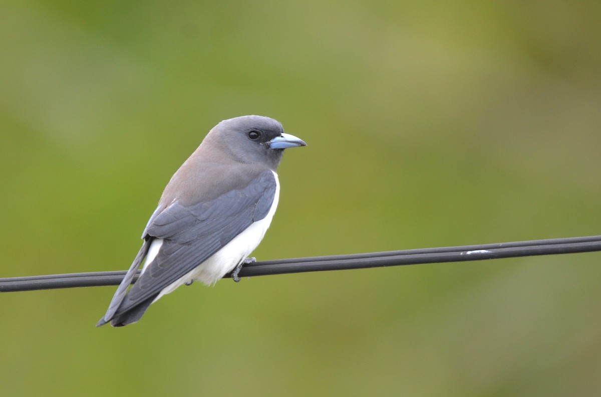 White-breasted Woodswallow - ML638214573