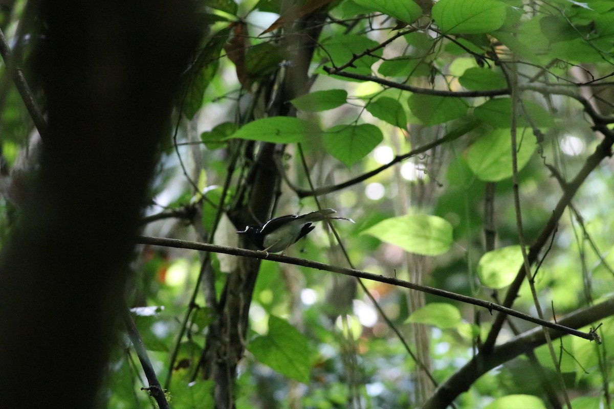 Spotted Forktail - ML638214586