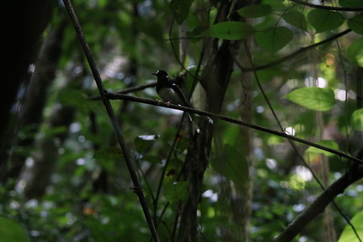 Spotted Forktail - ML638214587