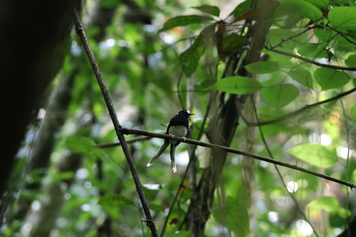 Spotted Forktail - ML638214588