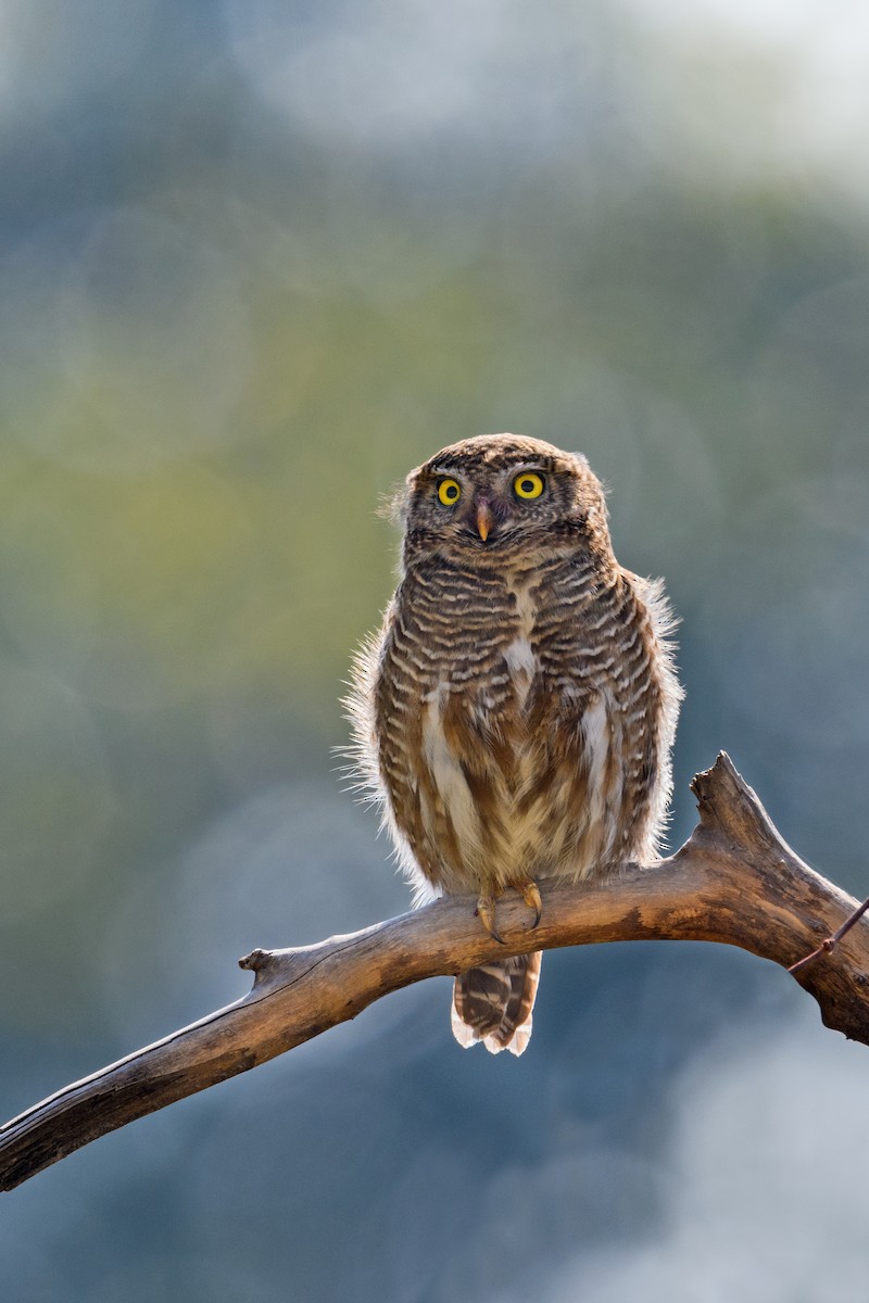 Asian Barred Owlet - ML638214590