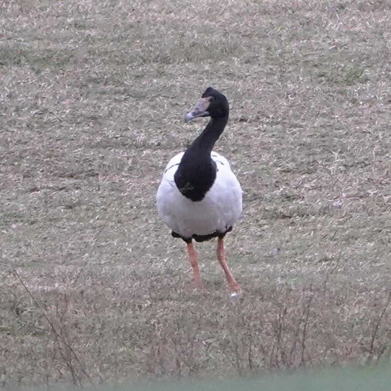 Magpie Goose - ML638214592