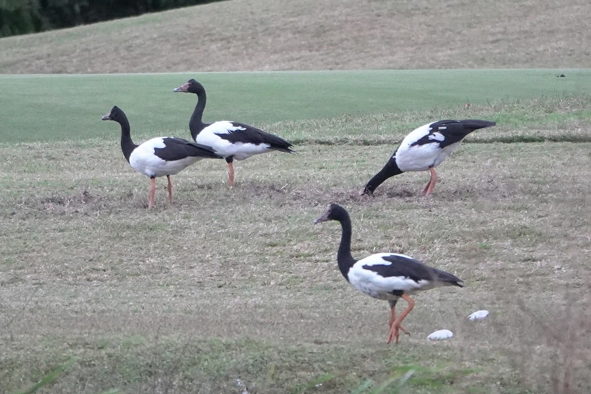 Magpie Goose - ML638214593