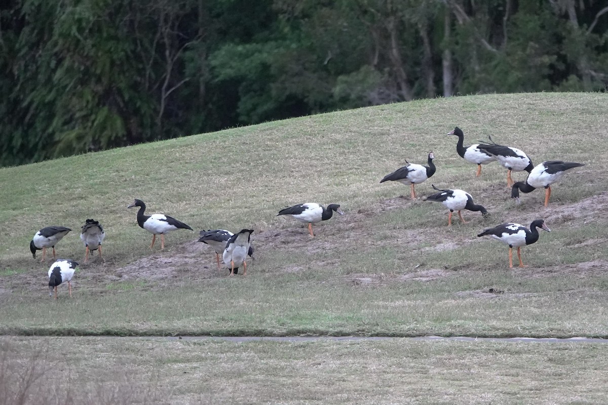 Magpie Goose - ML638214594