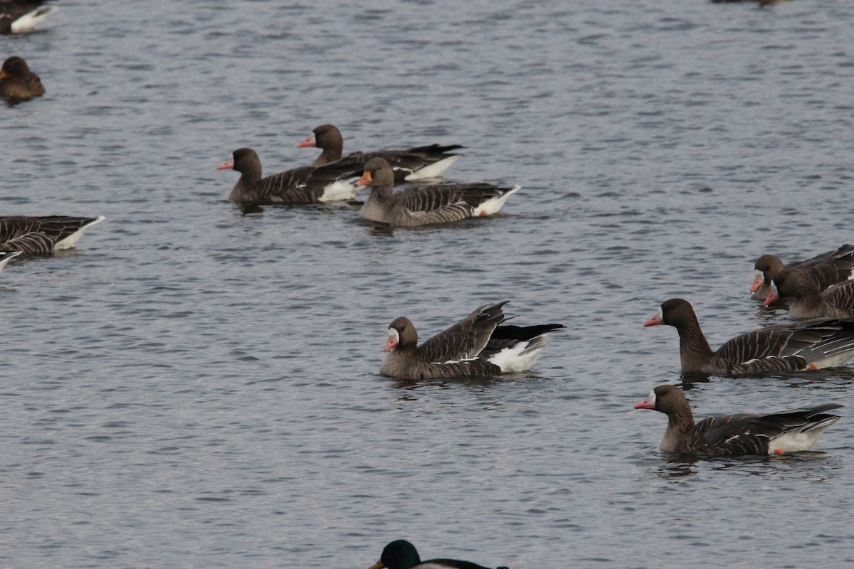 Greater White-fronted Goose - ML638214597