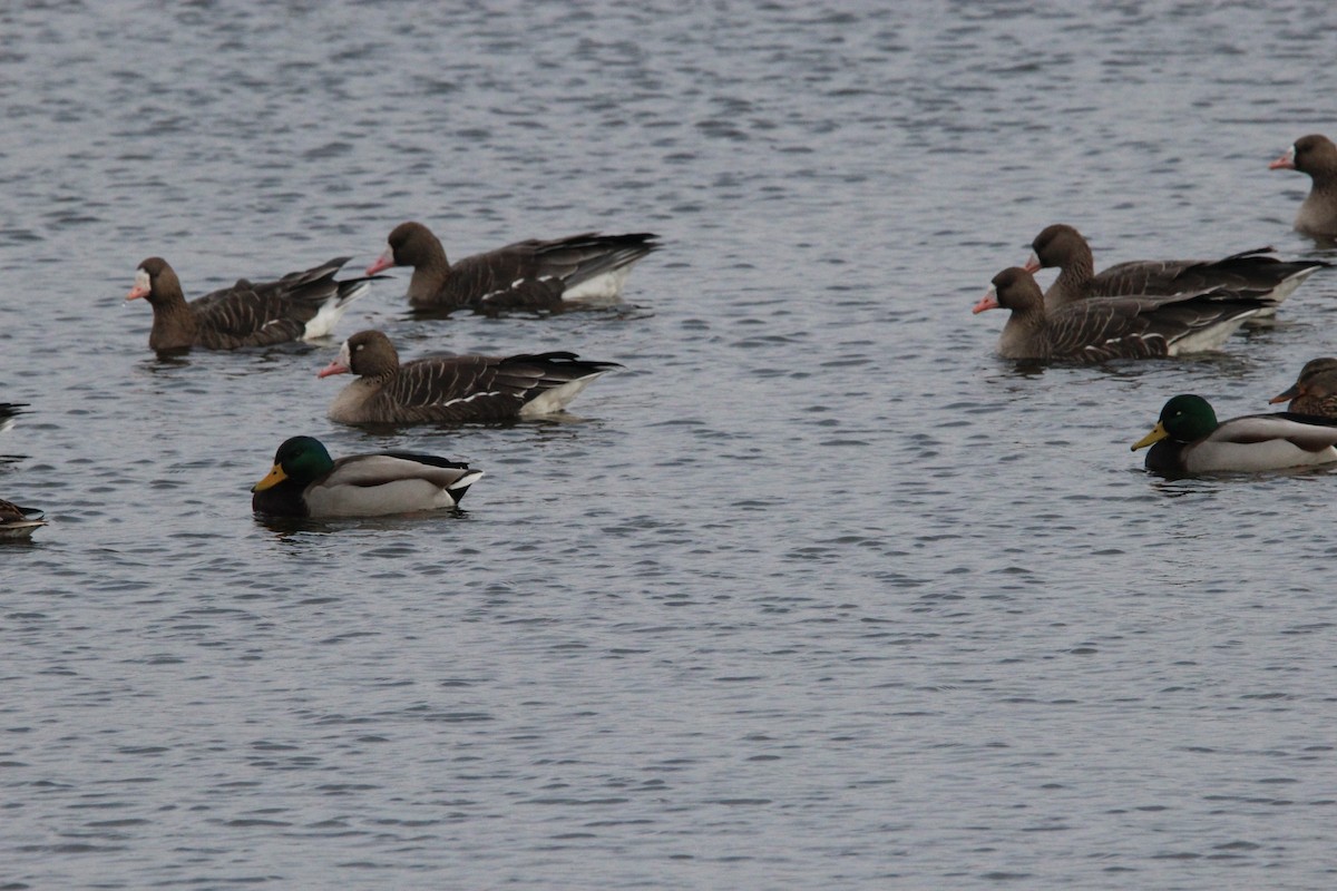 Greater White-fronted Goose - ML638214605