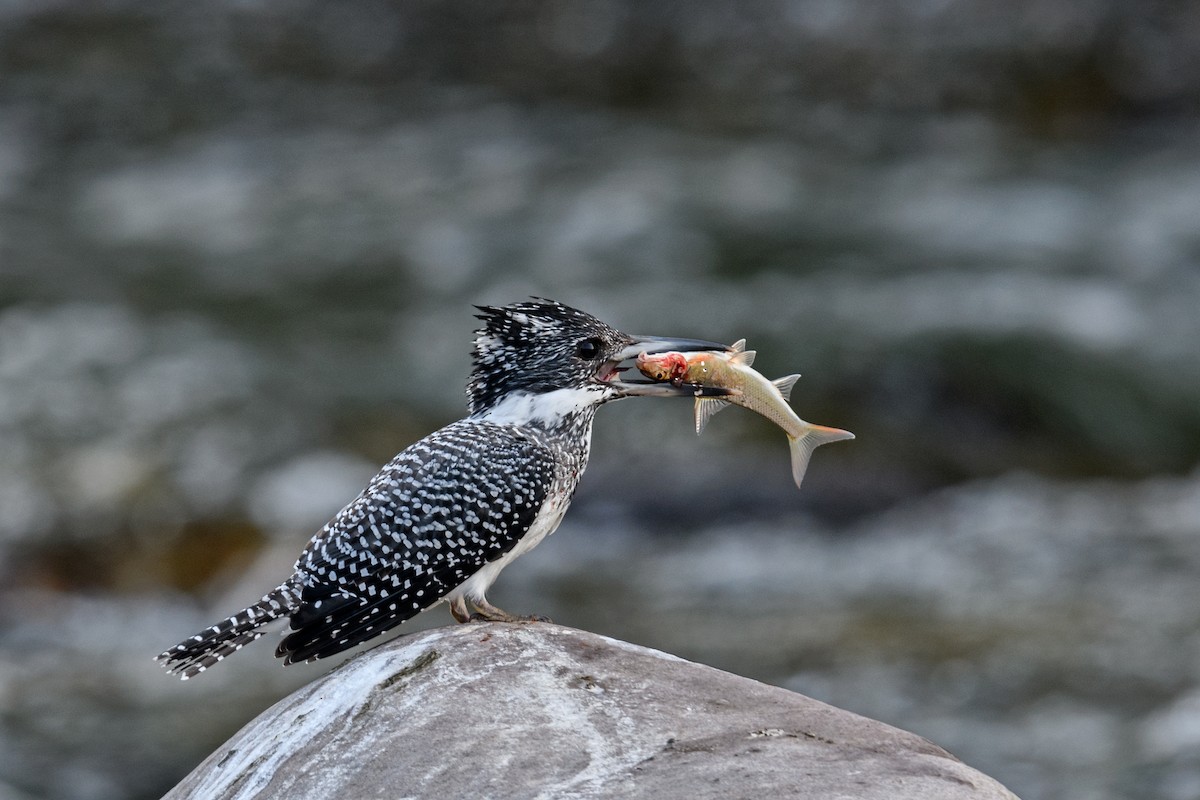 Crested Kingfisher - ML638214610