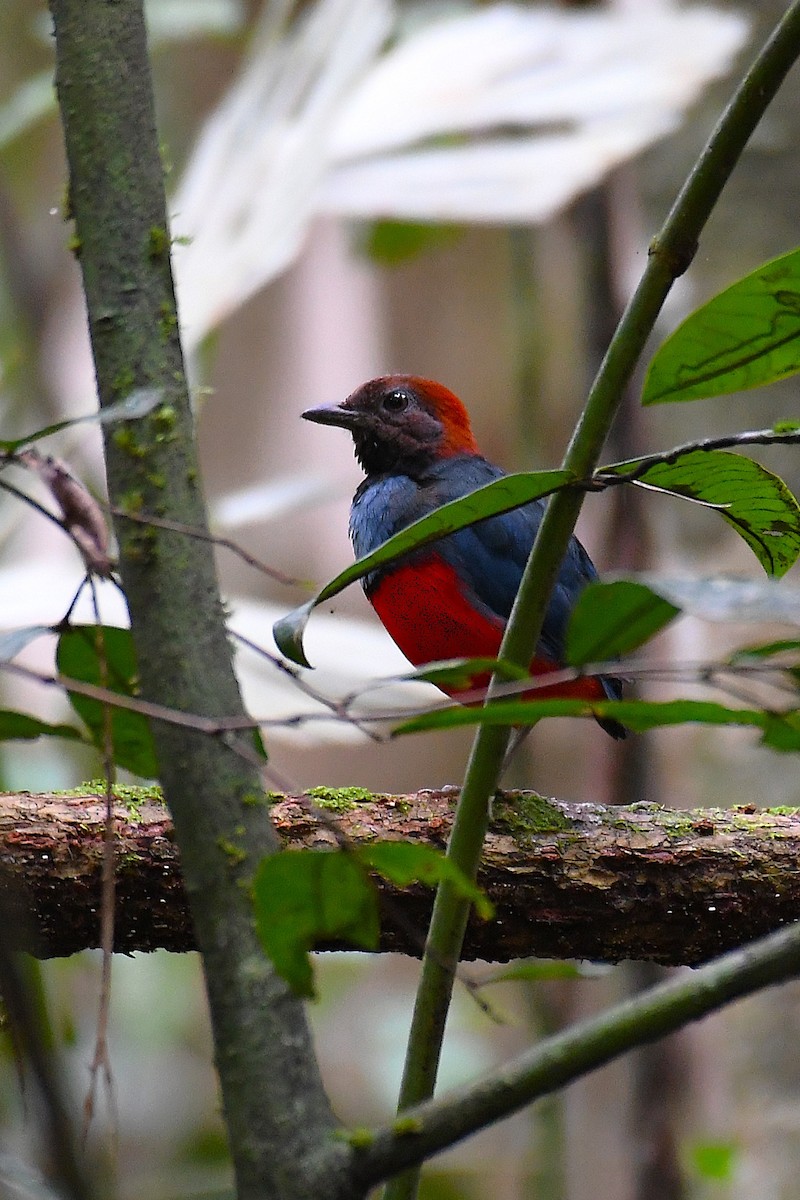 Papuan Pitta - ML638214626