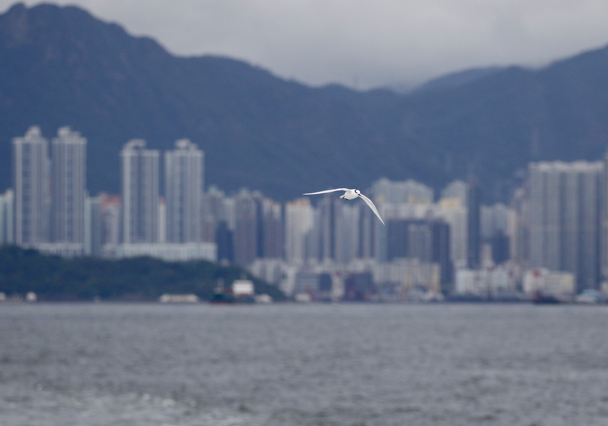 蒼燕鷗 - ML638214637