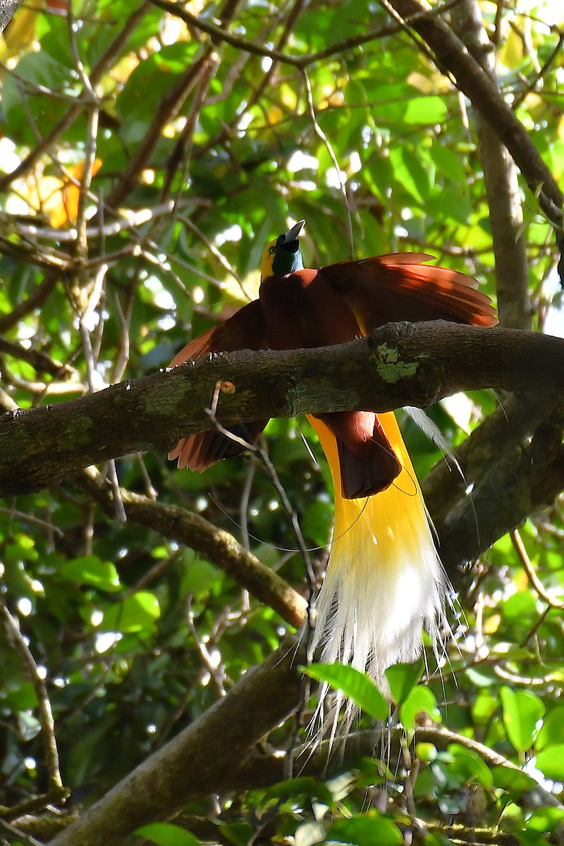 Lesser Bird-of-Paradise - ML638214643