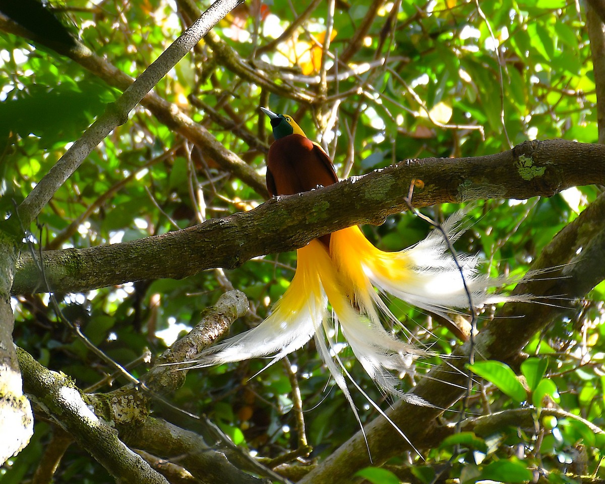 Lesser Bird-of-Paradise - ML638214647