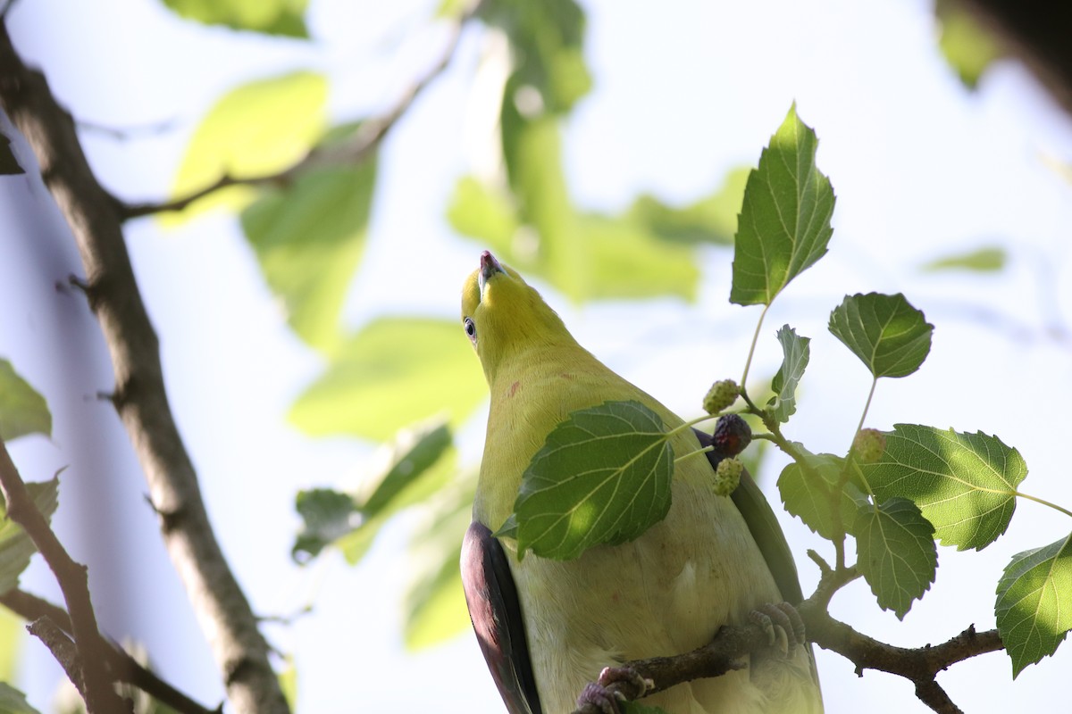 White-bellied Green-Pigeon - ML638214654