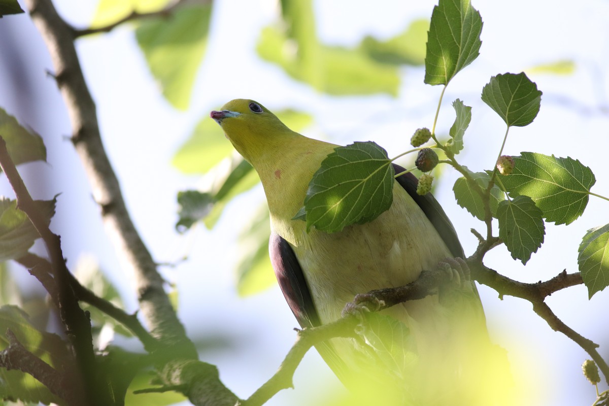 White-bellied Green-Pigeon - ML638214655