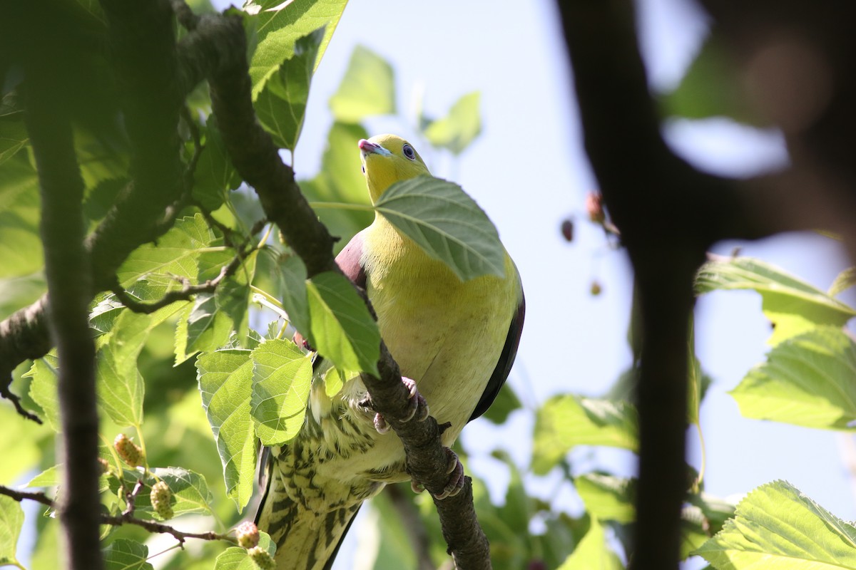 White-bellied Green-Pigeon - ML638214656