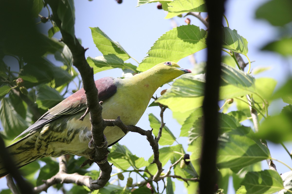 White-bellied Green-Pigeon - ML638214657