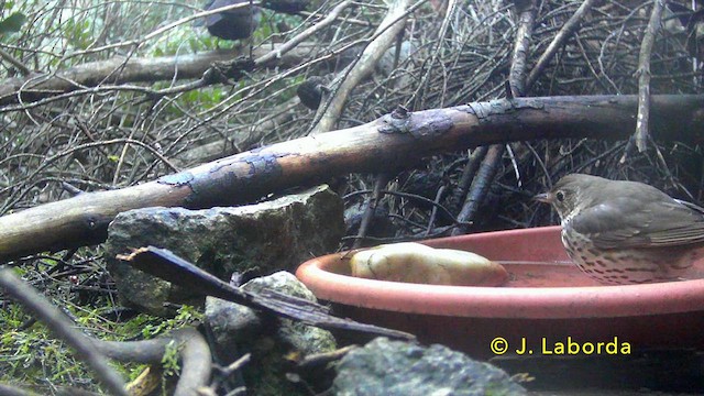 Song Thrush - ML638214659