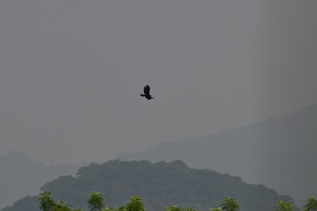 Black Eagle - ML638214685