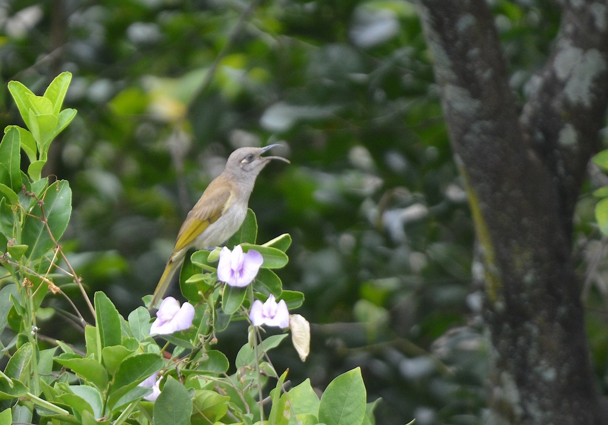 Brown Honeyeater - ML638214690