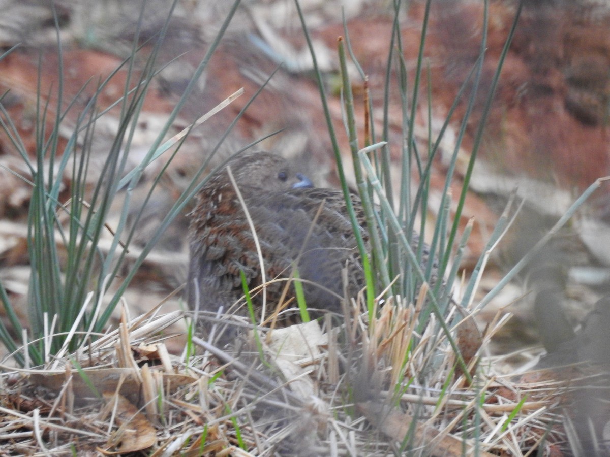 Brown Quail - ML638214701