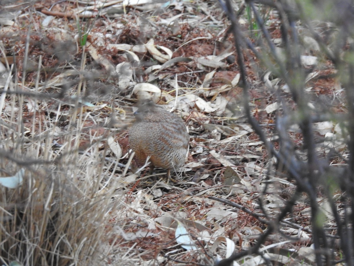 Brown Quail - ML638214702