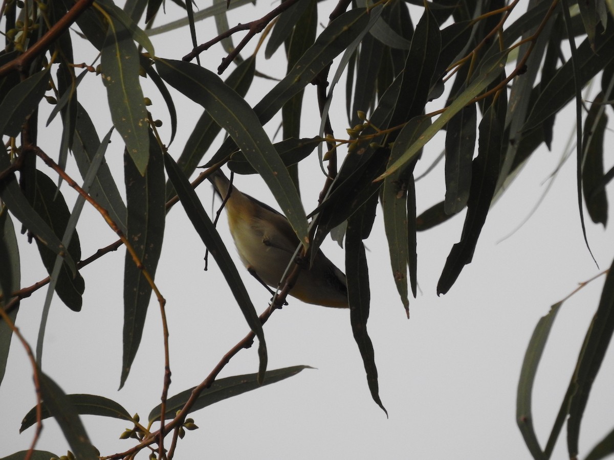 Striated Pardalote - ML638214709