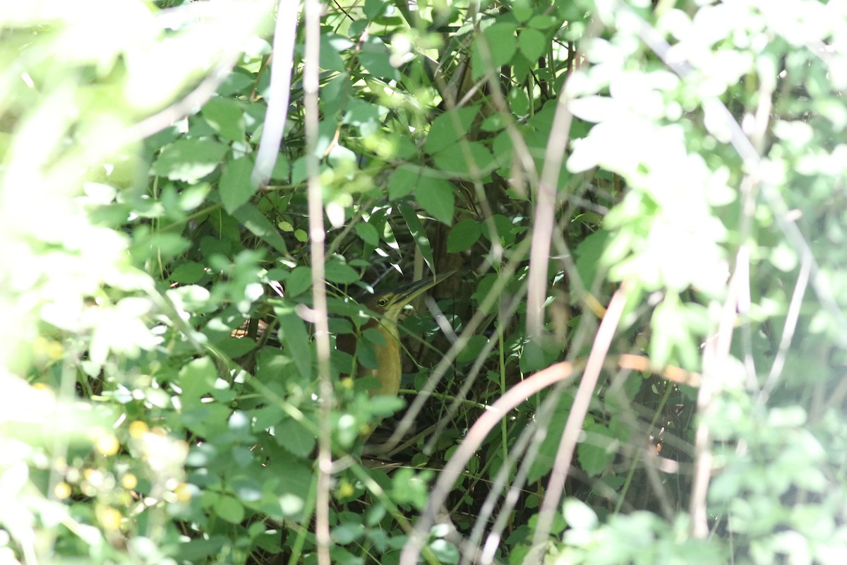 Schrenck's Bittern - ML638214726