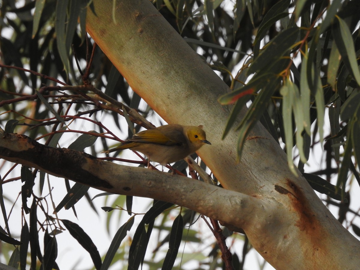 White-plumed Honeyeater - ML638214729