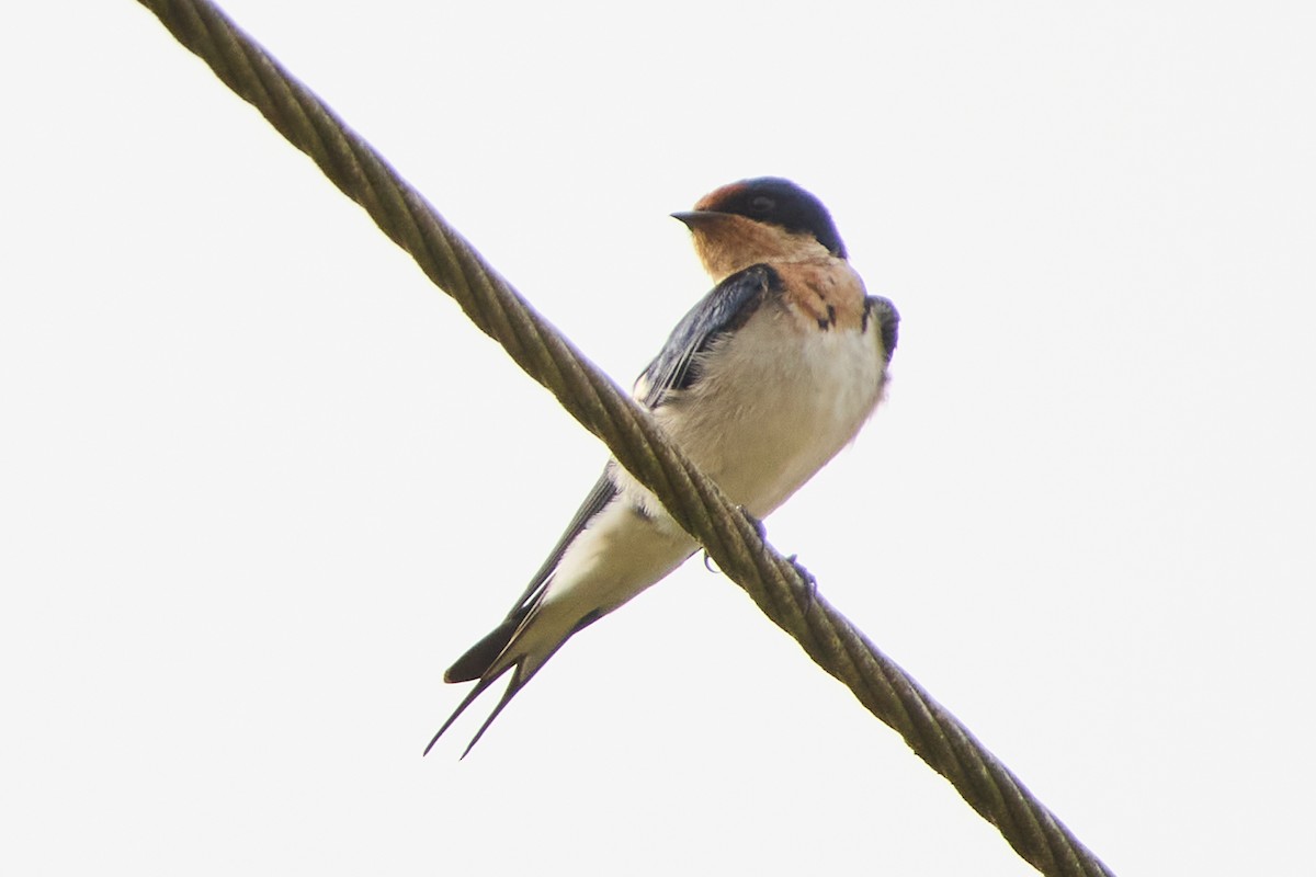 Ethiopian Swallow - ML638214730
