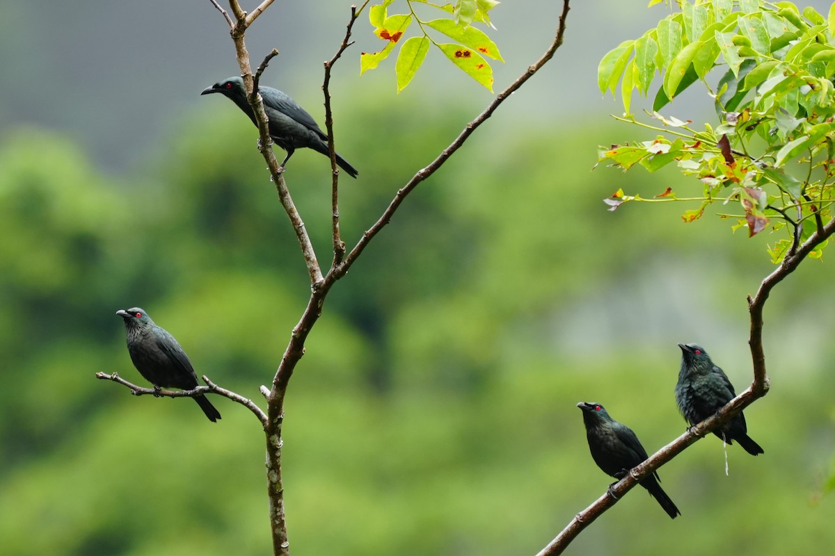 Asian Glossy Starling - ML638214738