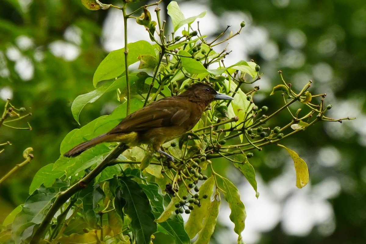 Camiguin Bulbul - ML638214742