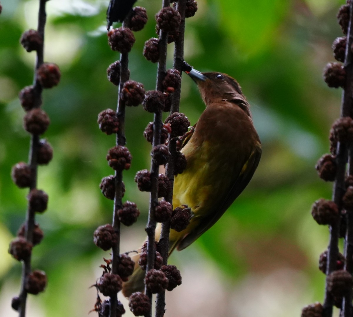 Camiguin Bulbul - ML638214744