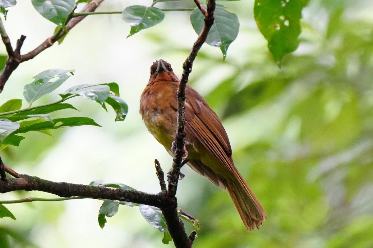 Camiguin Bulbul - ML638214745
