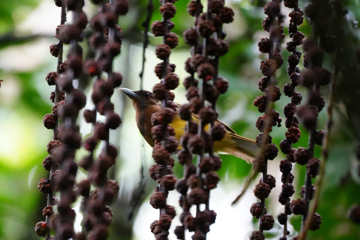 Camiguin Bulbul - ML638214746