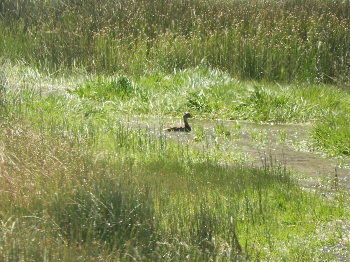 Yellow-billed Pintail - ML638214763