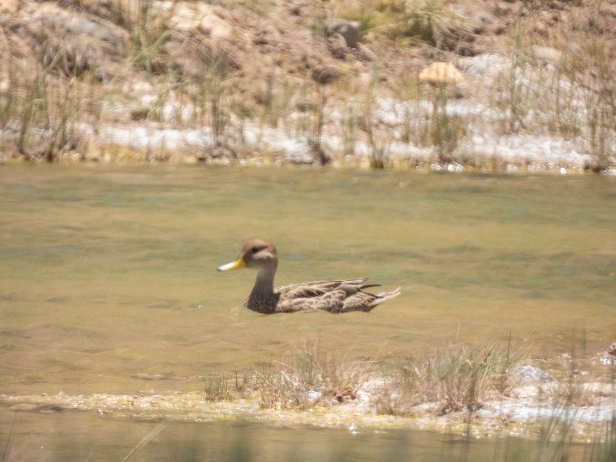 Yellow-billed Pintail - ML638214765