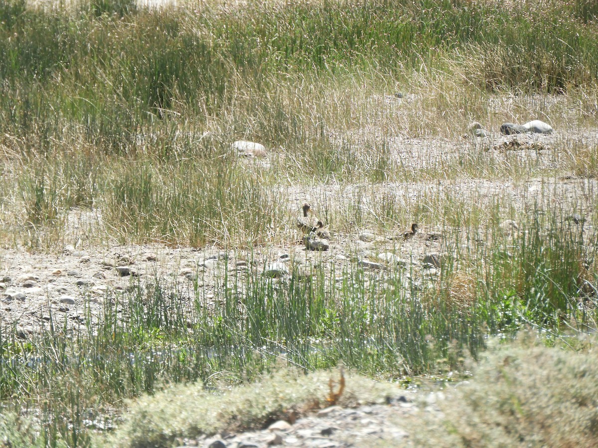 Yellow-billed Pintail - ML638214766