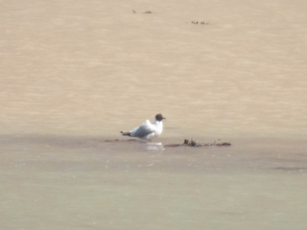 Andean Gull - ML638214774