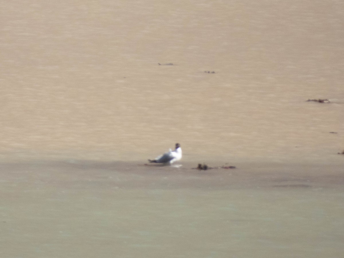 Andean Gull - ML638214775