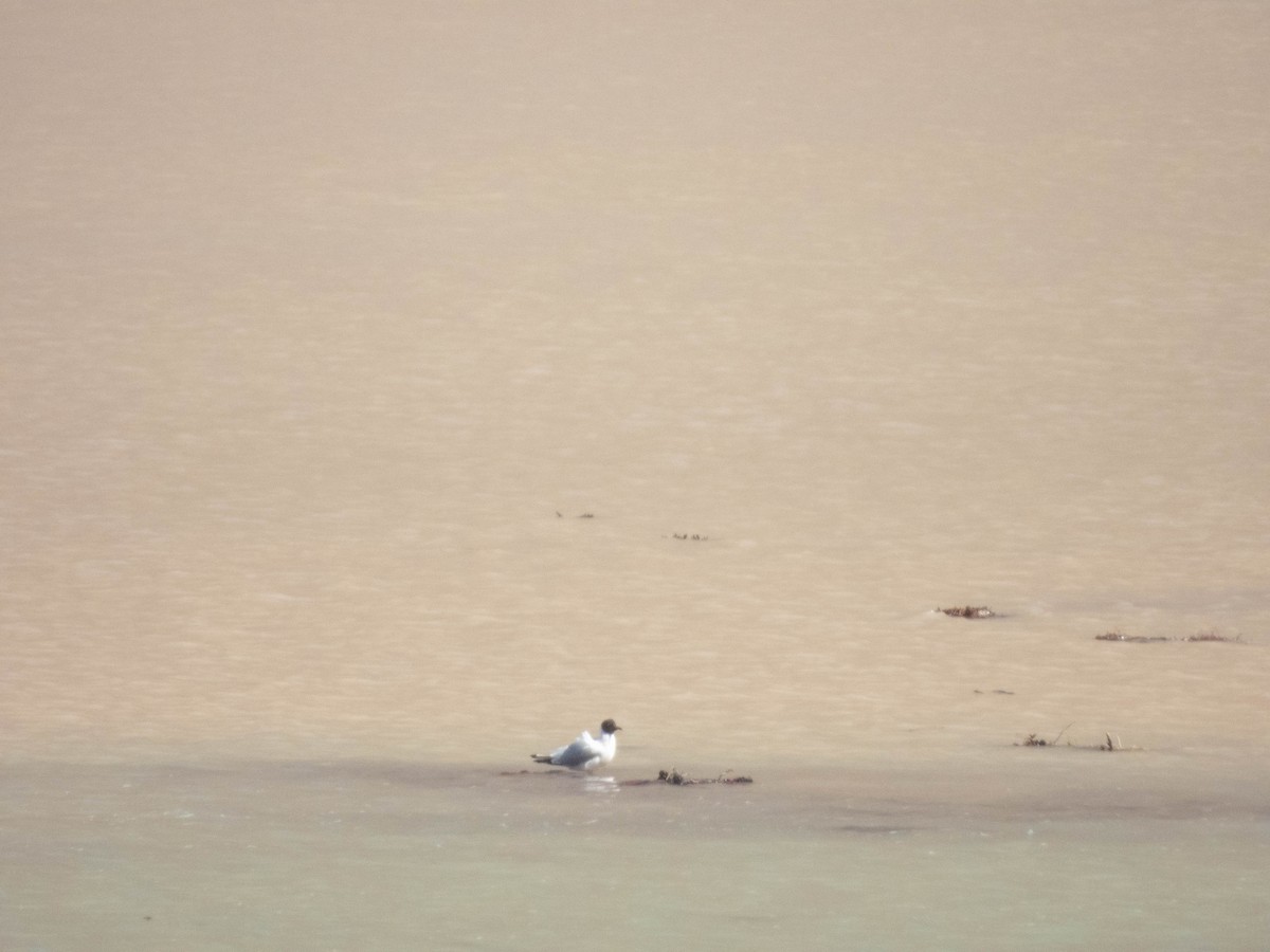 Andean Gull - ML638214776